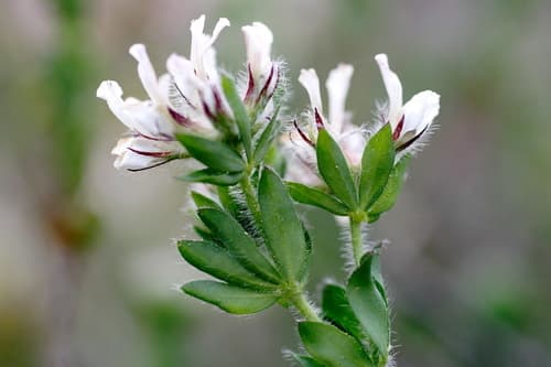 Hairy Canary-clover