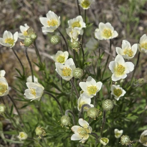 Cutleaf Anemone