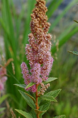 Steeplebush