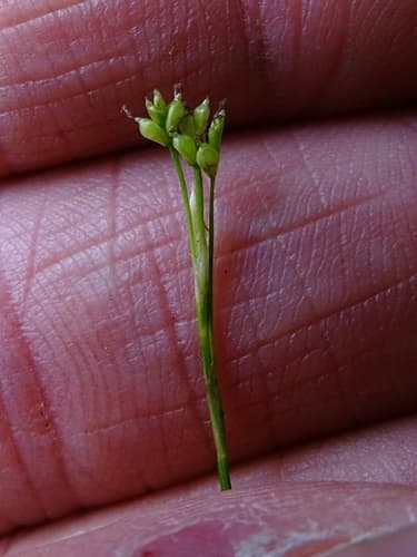 Ivory Sedge