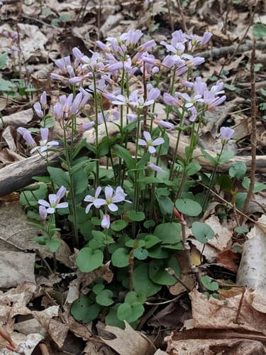 Purple Cress