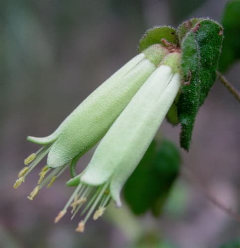 Common Correa Bonsai