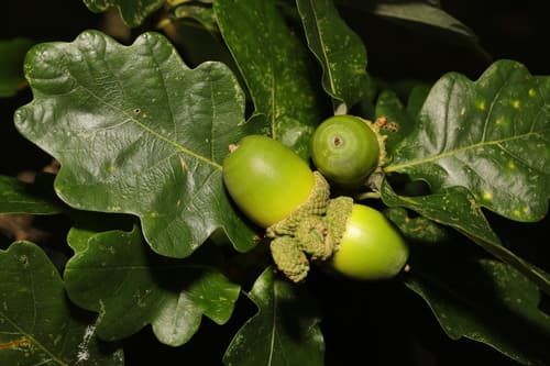 Sessile Oak Bonsai