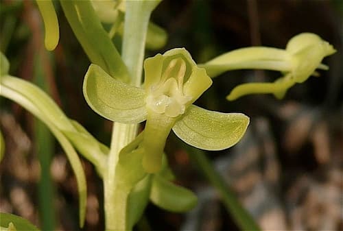 Toothpetal False Reinorchid