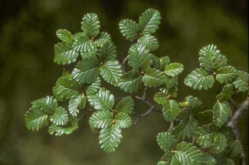 Lenga Beech Bonsai