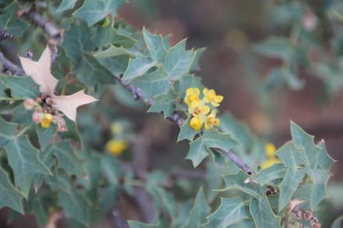 Fremont Barberry