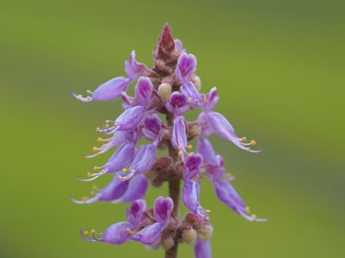 Indian Borage Flower