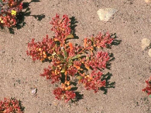 Common Pussypaws