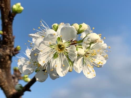 Chinese Plum Bonsai