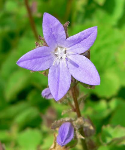 Trailing bellflower