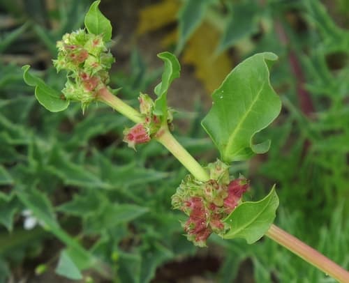 Devil's Thorn