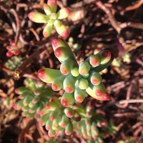 Jellybeans