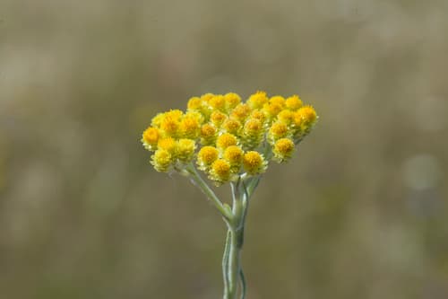 Dwarf Everlasting