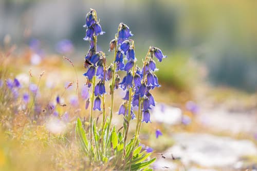 Bearded Bellflower