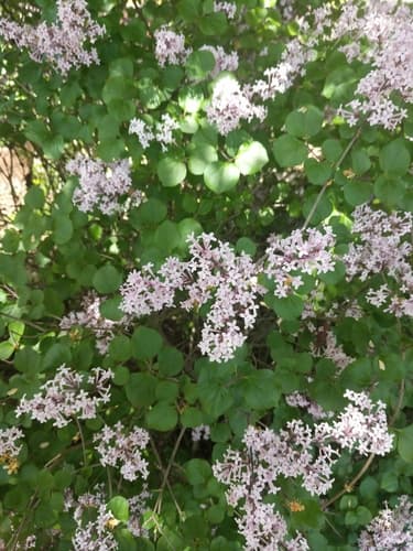 Korean Lilac Bonsai