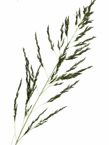African love grass