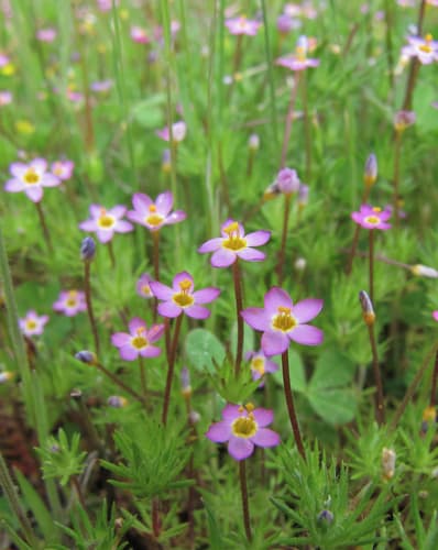 Bicolor Babystars