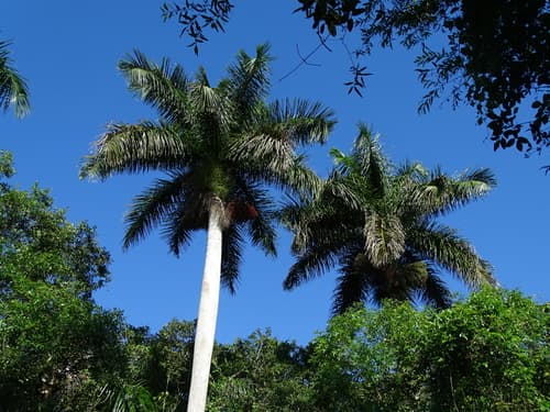 Royal Palm Bonsai