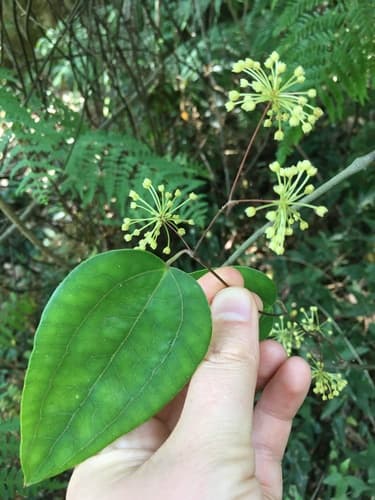 Sweet Sarsaparilla