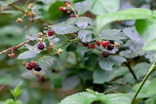 Ness Bramble