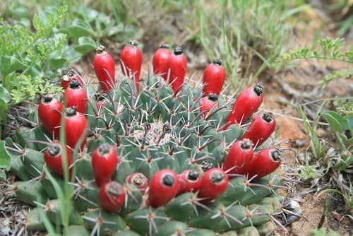 Mammillaria uncinata