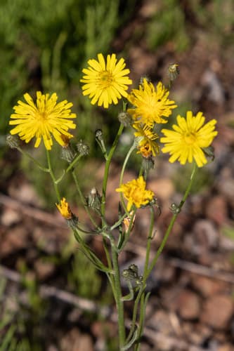 Narrow-leaved Hawksbeard