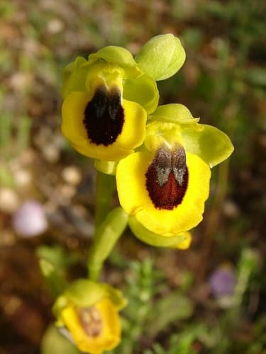 Yellow Bee-orchid