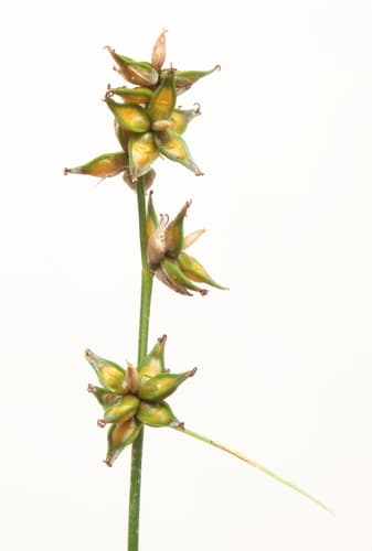 Rosy Sedge