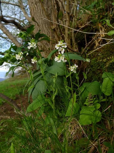 Tower Cress