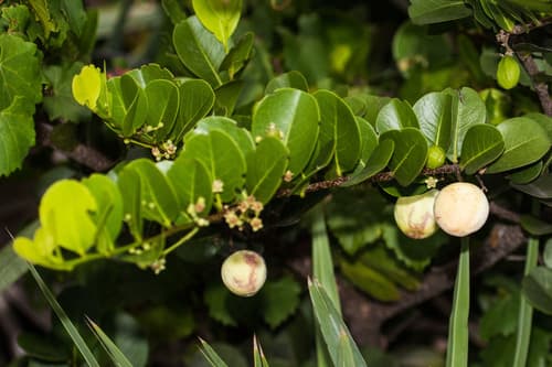 Cocoplum