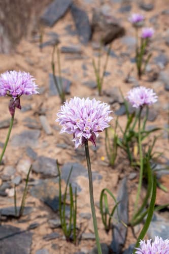 Geyer's Onion