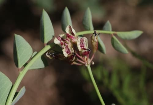 Big deervetch