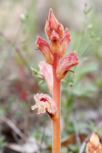 Thyme Broomrape