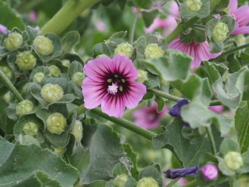 Tree Mallow Bonsai