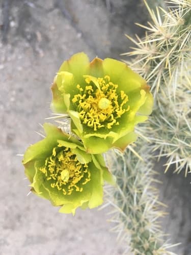 Gander's cholla