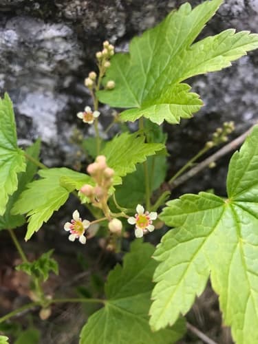 Skunk Currant