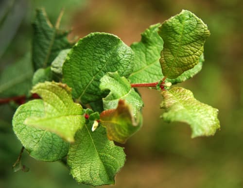 Eared Willow