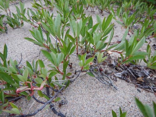Sand Cherry