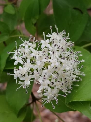 Stiff Dogwood