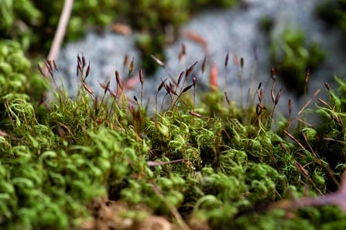 Boulder Broom Moss