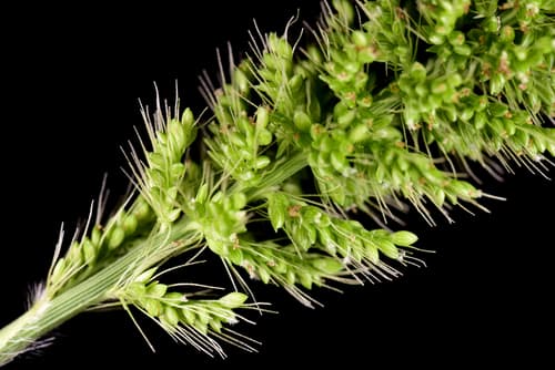 hooked bristle grass