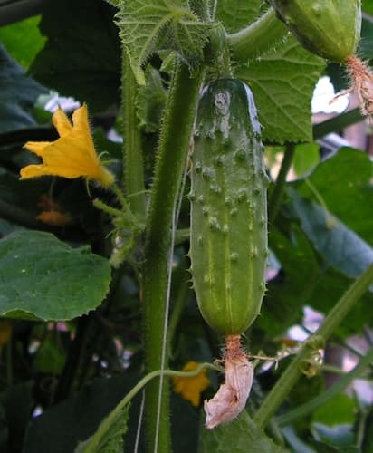 Cucumber Bonsai