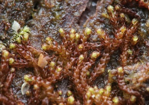Rustwort
