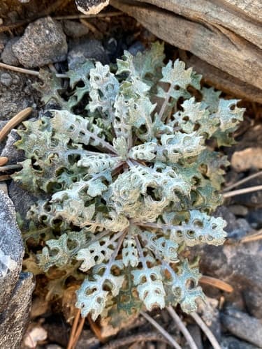 Lobeleaf Groundsel