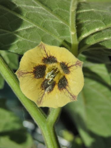 Cape Gooseberry Flower