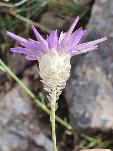 Cupid's-dart Flower