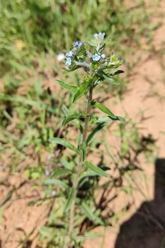 two-rowed stickseed