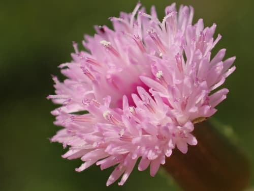Lady's Paint Brush