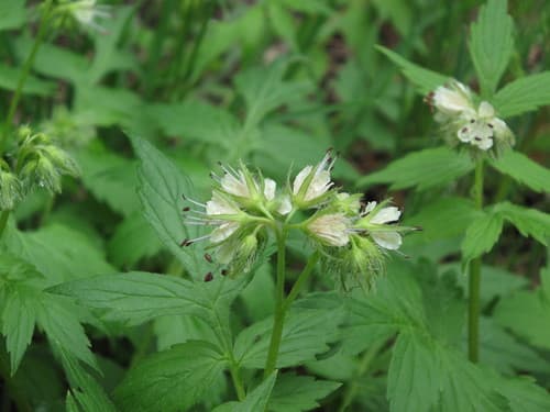 Fendler's Waterleaf