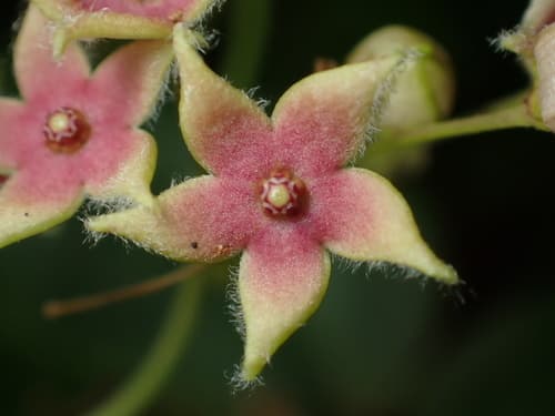 Ovate Tylophora